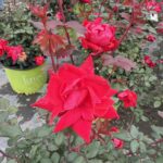Double Red Knock Out Rose