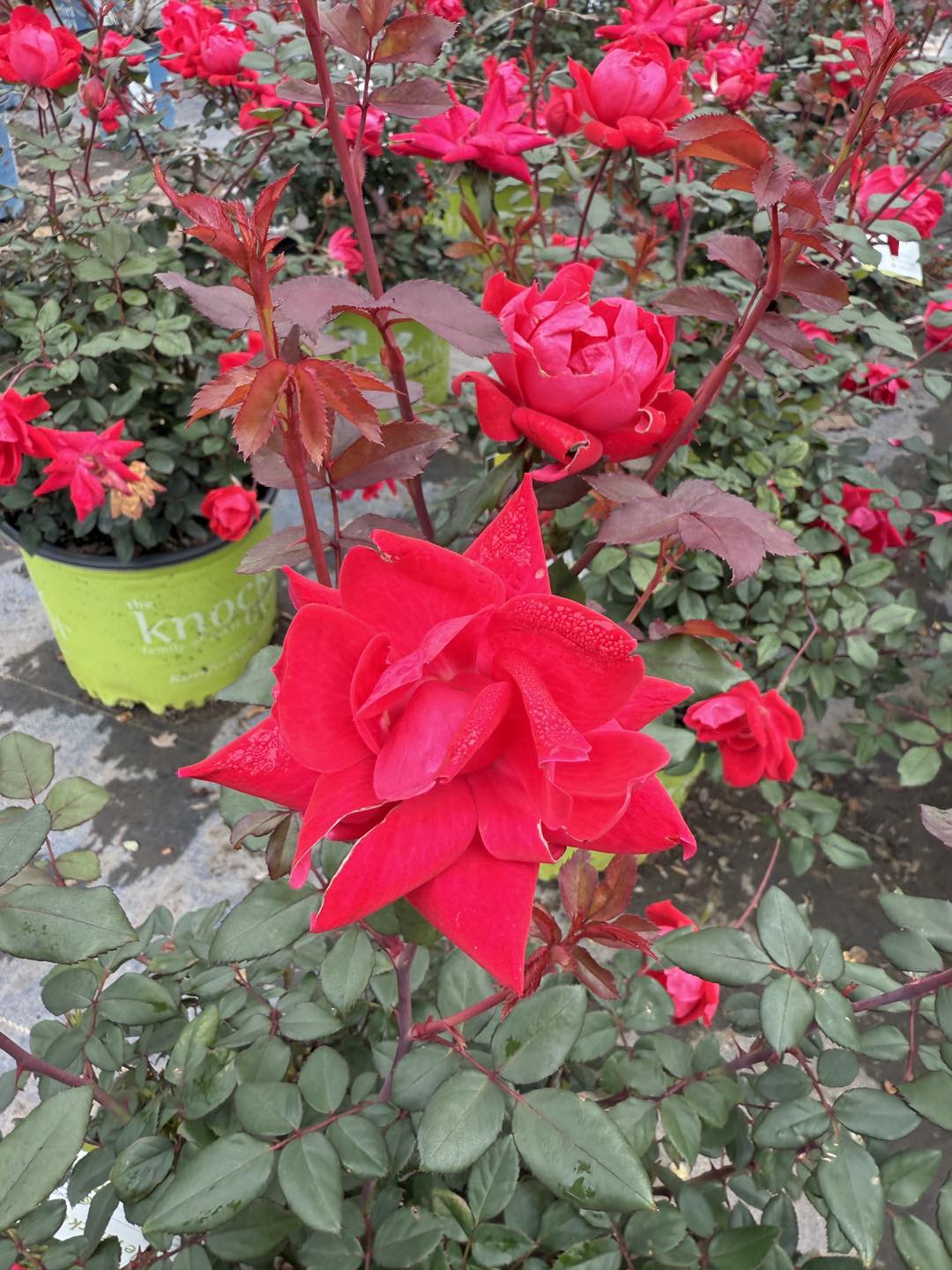 Double Red Knock Out Rose